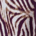 purple zebra